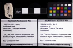 Foto (Objket + Etiketten) von Gastrosacus sp. 